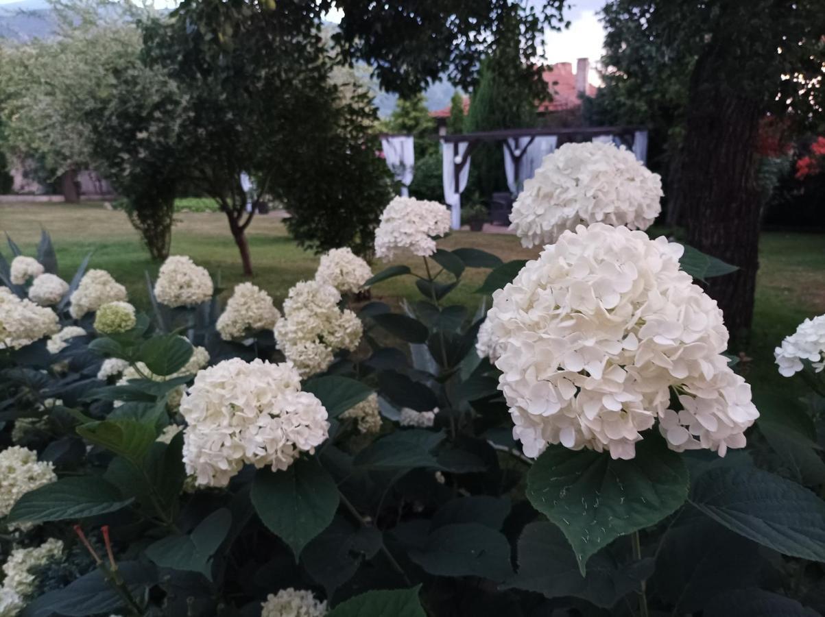 Guesthouse Dida 사파레바바냐 외부 사진