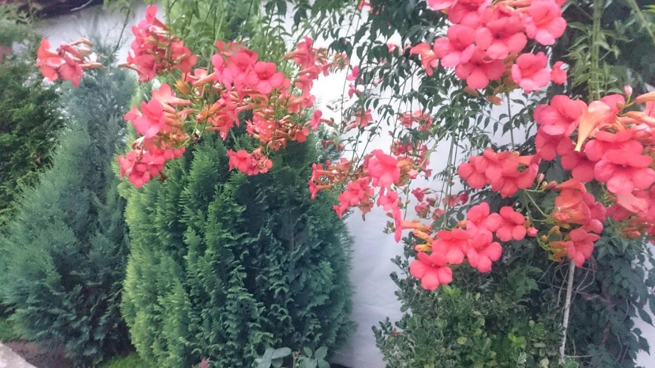 Guesthouse Dida 사파레바바냐 외부 사진